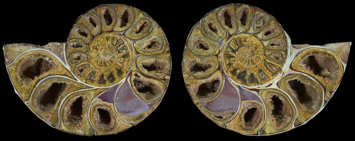 Cut & Polished, Agatized Ammonite Fossil - Jurassic #53818